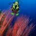 seawhip_kj_v_0705_png0036.jpg